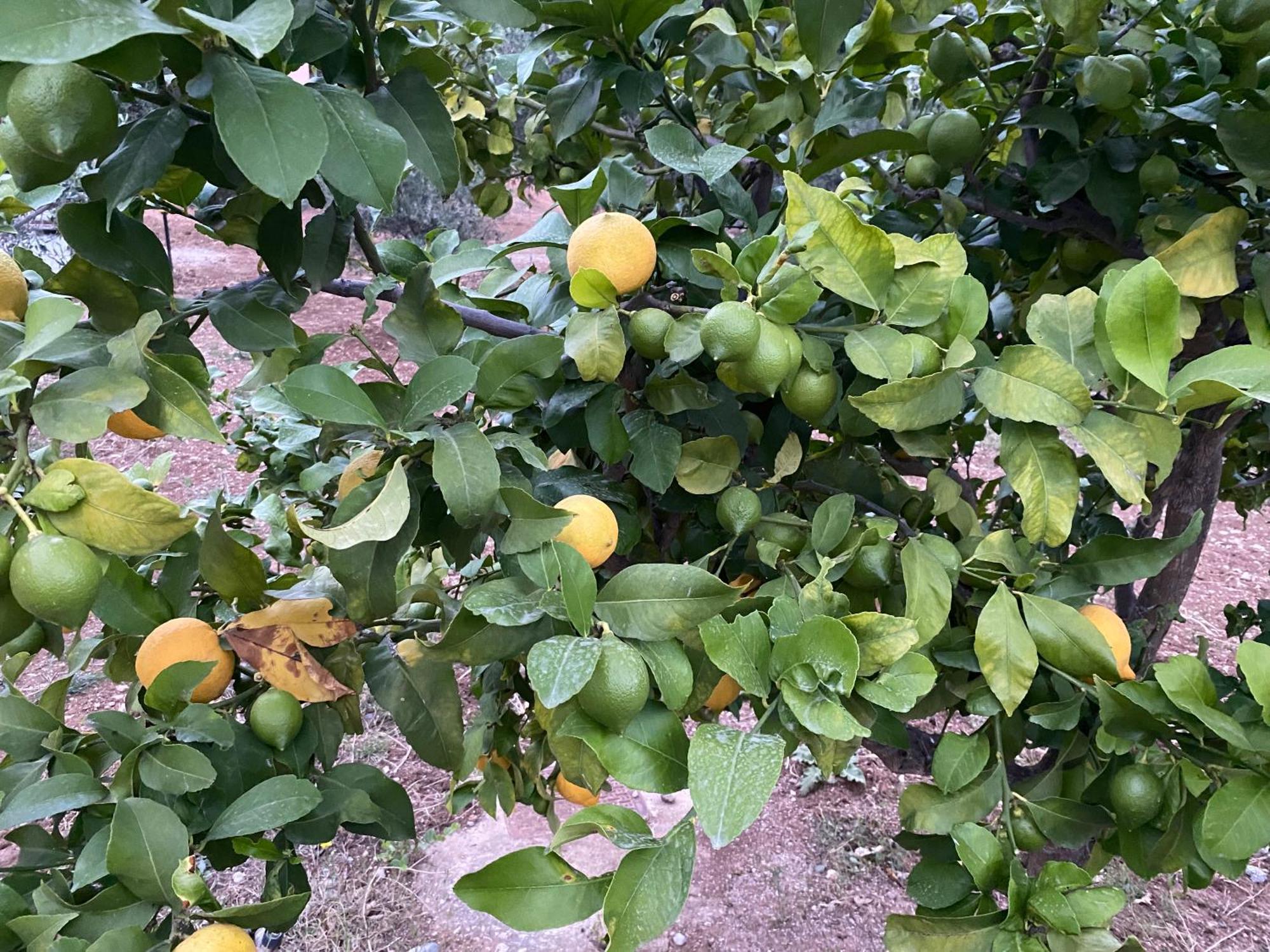 Askalosia Villa Áyios Yeóryios Buitenkant foto